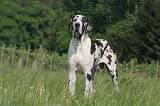 DOGUE ALLEMAND 541